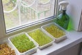 Microgreen plants standing near the window