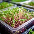 The microgreen in plastic trays. Microgreens sprouts - healthy and fresh food. Generative AI