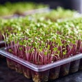 The microgreen in plastic trays. Microgreens sprouts - healthy and fresh food. Generative AI
