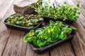 The microgreen in plastic trays.Mixed Microgreens in trays on wooden background.Sprouting Microgreens on the Hemp Biodegradable