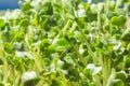 Microgreen radish sprouts growing at home. Highly nutritious houseplant Royalty Free Stock Photo
