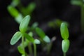 Microgreen. A small green macro sprout. Micro greenery growing close-up. Spring symbol, concept of a new life Royalty Free Stock Photo