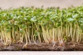 Microgreen. Sprouted mustard seeds on linen mat close up Royalty Free Stock Photo