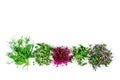 Microgreen sprouts of arugula, mustard, radish, pea, amaranth in assortment on a light background. Copy space.