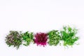 Microgreen sprouts of arugula, mustard, radish, pea, amaranth in assortment on a light background. Copy space. Place for