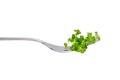 Microgreen sprouts, arugula shoots on fork isolated on white background. Young micro green shoots Royalty Free Stock Photo