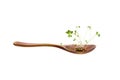 Microgreen sprouts, arugula shoots in wooden spoon isolated on white background. Young micro green shoots Royalty Free Stock Photo