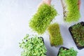Microgreen sprouts assortment on the table