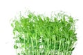 Microgreen sprouts baby beans pea in tray on white isolated background Royalty Free Stock Photo