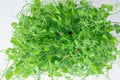 Microgreen sprouts baby beans pea in tray on white isolated background, top view Royalty Free Stock Photo