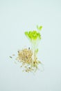 Microgreen sprouts of lettuce leaves a on a white background. Selective focus Royalty Free Stock Photo