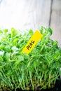 Microgreen sprouts peas closeup