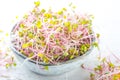 Microgreen. Sprouts of radish in gray bowl