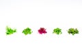 Microgreen sprouts of radish, mustard, arugula, peas, amaranth in assortment on a light background. Copy space. Place
