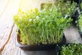 Microgreen sprouts in the trays