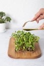 Microgreen sunflower and female hands with cutlery. Healthy superfood home growth