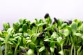 Microgreen sunflower. Raw sprouts microgreens, healthy eating. Royalty Free Stock Photo