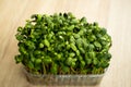 microgreen sunflower seeds