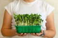 Microgreen sunflower sprouts in female hands. Raw sprouts microgreens, ealthy eating.