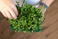 Microgreen sunflower sprouts in female hands. Raw sprouts microgreens, ealthy eating.