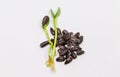 Microgreen sunflower sprouts isolate on a white background. Selective focus.