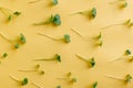 Microgreen texture green yellow background. Vegan bio eco natural food pattern. Microgreens are super food rich vitamins and nutri Royalty Free Stock Photo