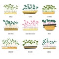 Microgreen types, lentils and cabbage sprouts