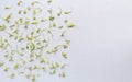 Microgreen on a white background on white background. pattern