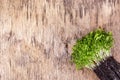 Microgreen on wooden background. Microgreen watercress. Fresh aromatic tasty healthy herb Royalty Free Stock Photo