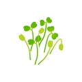 Microgreens Arugula. Bunch of plants. White background