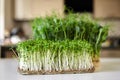 Microgreens arugula and micro green pea sprouts on white table Royalty Free Stock Photo
