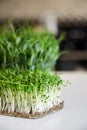 Microgreens arugula and micro green pea sprouts on white table Royalty Free Stock Photo