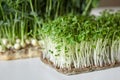Microgreens arugula and micro green pea sprouts on white table Royalty Free Stock Photo