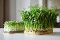 Microgreens arugula and micro green pea sprouts on white table