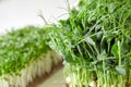 Microgreens arugula and micro green pea sprouts on white table Royalty Free Stock Photo