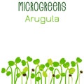 Microgreens Arugula. Seed packaging design. Sprouting seeds of a plant