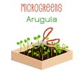 Microgreens Arugula. Sprouts in a bowl. Sprouting seeds of a plant. Vitamin supplement, vegan food