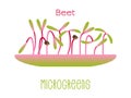 Microgreens Beet. Sprouts in a bowl. Sprouting seeds of a plant. Vitamin supplement, vegan food