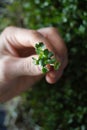 Microgreens. Best mustard micro greens in hands Royalty Free Stock Photo