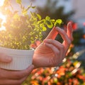 A microgreens with bokeh