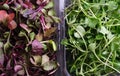 Microgreens broccoli and red rambo radish Royalty Free Stock Photo