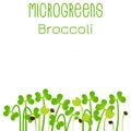 Microgreens Broccoli. Seed packaging design. Sprouting seeds of a plant