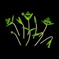 Microgreens Cilantro. Bunch of plants. Black background