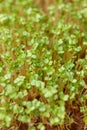 Microgreens concept, arugula sprouts, vertical, home garden Royalty Free Stock Photo