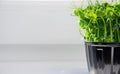 Microgreens for cooking with space for text or recipe. Royalty Free Stock Photo