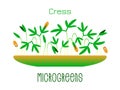 Microgreens Cress. Sprouts in a bowl. Sprouting seeds of a plant. Vitamin supplement, vegan food