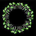 Microgreens Daikon Radish. Arranged in a circle. White background. Black background