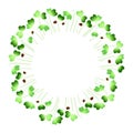 Microgreens Daikon Radish. Arranged in a circle. White background