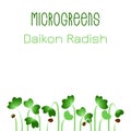 Microgreens Daikon Radish. Seed packaging design. Sprouting seeds of a plant