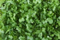 Microgreens Foliage Background. Young Fresh Potted Water Cress. Gardening Healthy Plant Based Diet Food Garnish Concept Royalty Free Stock Photo